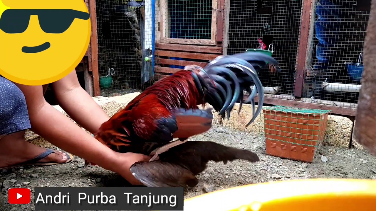 Cara mengawinkan ayam agar cepat bertelur 