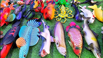 Cá cảnh đầy màu sắc, cá vàng, cá lóc, cá trân châu, cá trê, cá mô hình