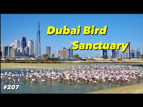 Kunal's Visit to the Incredible Dubai Ras Al Khor Wildlife Sanctuary!
