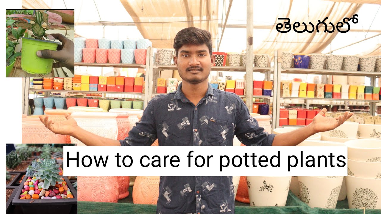 How to care for potted plants how to care potted plants in telugu