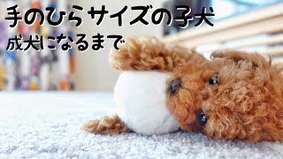 Toy poodle growing up after overcoming the pain, hospitalization