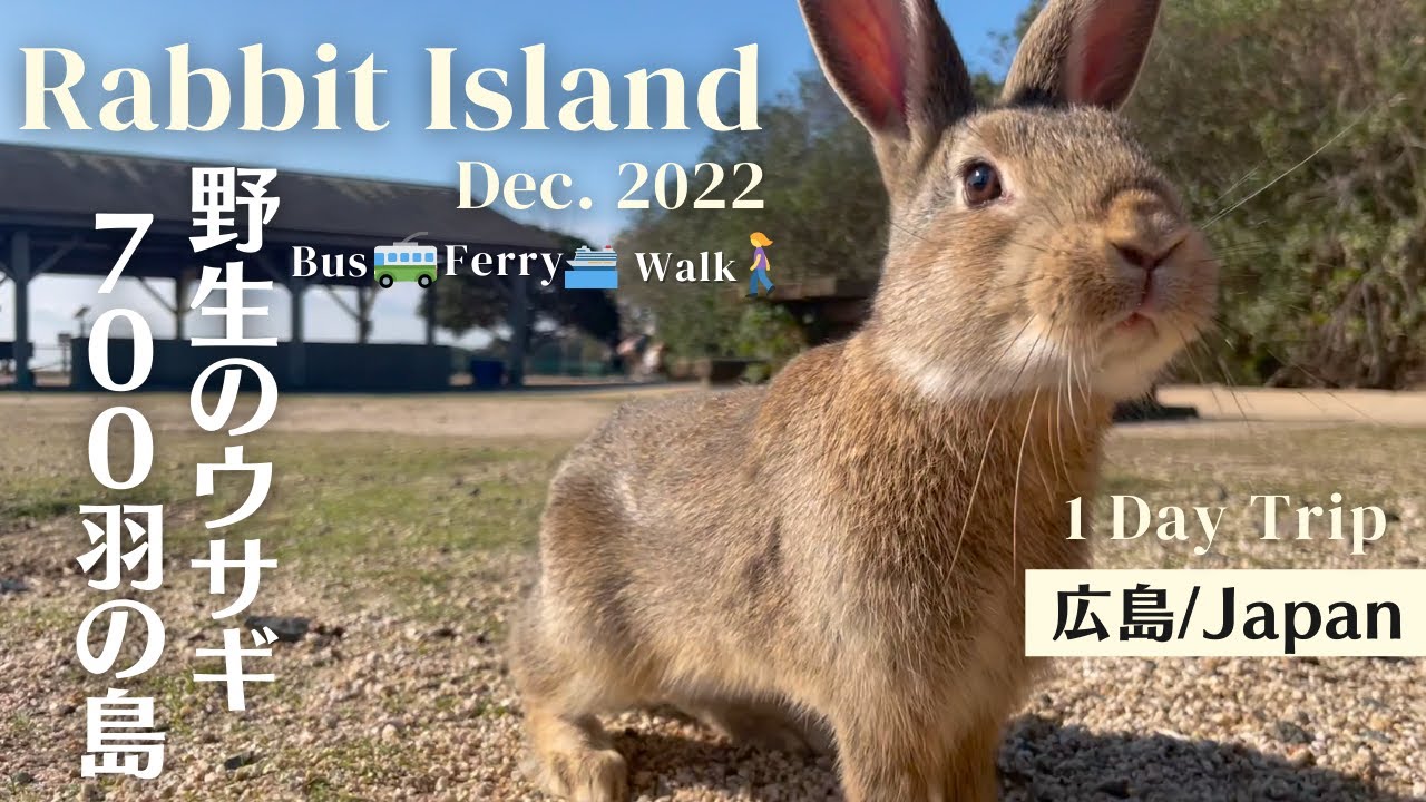 [Rabbit Island, JAPAN] Rabbit paradise🐰 Visiting an island with 700