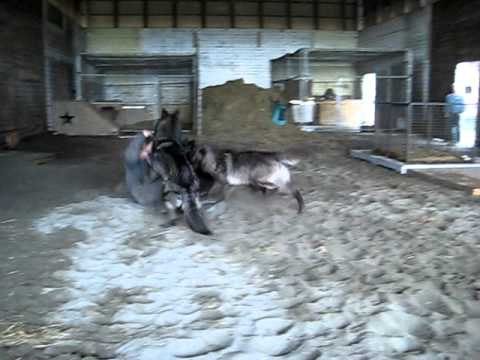 Wolf Attack 2