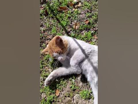 Помпамен мысықты сорып алу (бейне) Помпамен мысықты сорып алу (бейне)