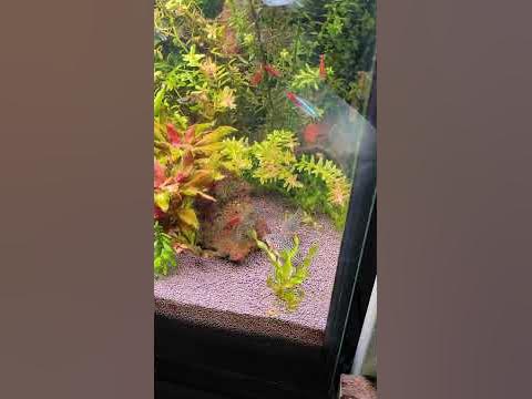 Каридорас Штерба #штерба #аквариум #aquarium #ставрополь #рыбки - YouTube