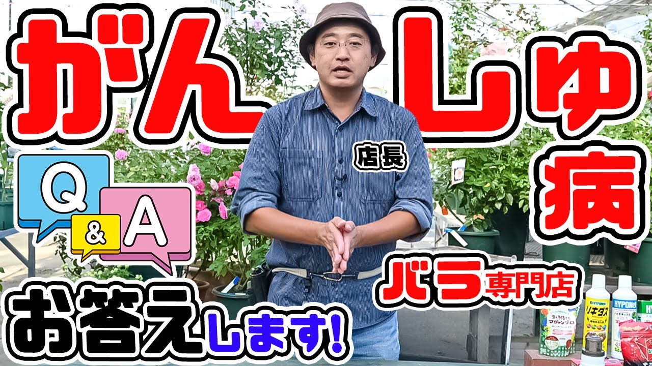 【バラ専門店・店長がお答えします!】ご質問が一番多かった『がんしゅ病』について詳しくお答えします【高木大輔さん】