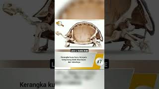 FAKTA CANGKANG KURA KURA MENAKJUBKAN😱😱 #faktaunik #faktahewan #anatomy #shorts #kurakura