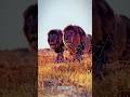 Animals Synchronization 🗿