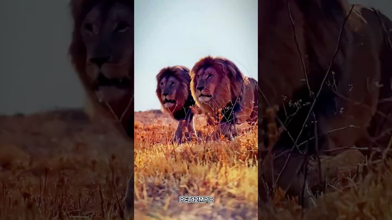 Animals Synchronization 🗿