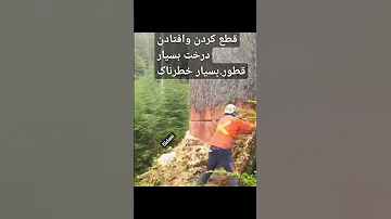 قطع کردن وافتادن خطرناک و ناراحت کننده یک درخت تناور و کهن سال دیدنی تولید درخت User Didani 