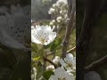 Pear Tree in Full Bloom🤍🌸A Magical Spring Moment!#PearTree#PearBlossom#SpringVibes#WhiteFlowers
