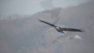 Bald eagle in flight 120fps high speed, 4x slow motion magic flying eagles