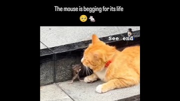 Mouse Begging for life 😭#disney #disneyworld #lionking #mufasa #tomandjerry #disneyland #catreels