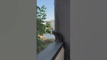 Cat Tests Balcony Safety Net Installation