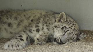 ユキヒョウの安眠を妨げたものは？~Snow Leopards are sleeplng