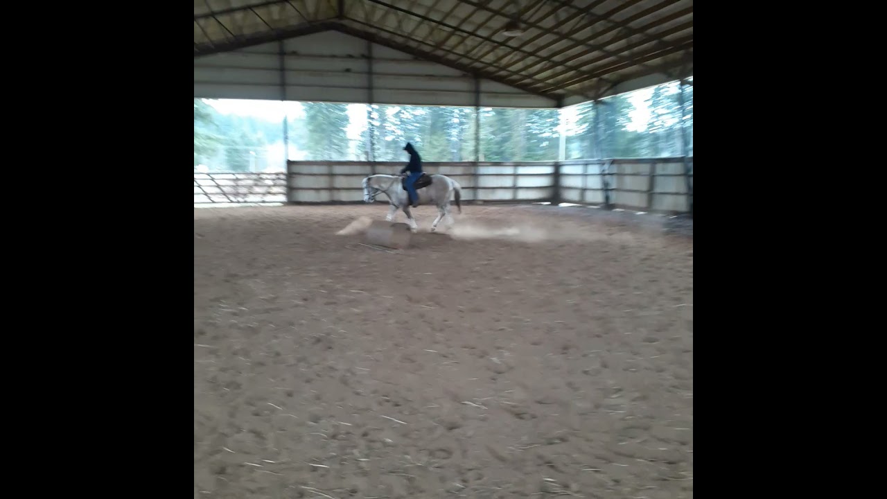 moose first rides real deal natural horsemanship (2)