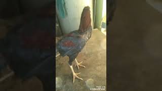 Aseel 23 Murga Taj Ke Black Murga