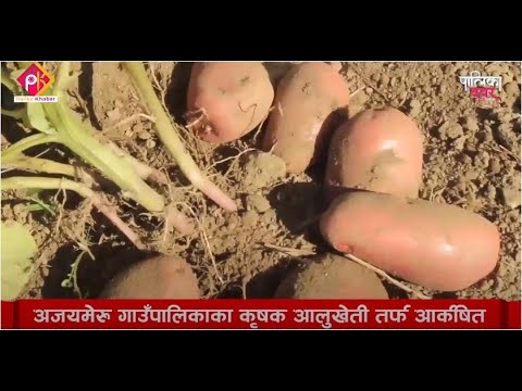 आलु खेतीबाट लखपति बन्दै अजयमेरुका कृषक (भिडियाे खबर)