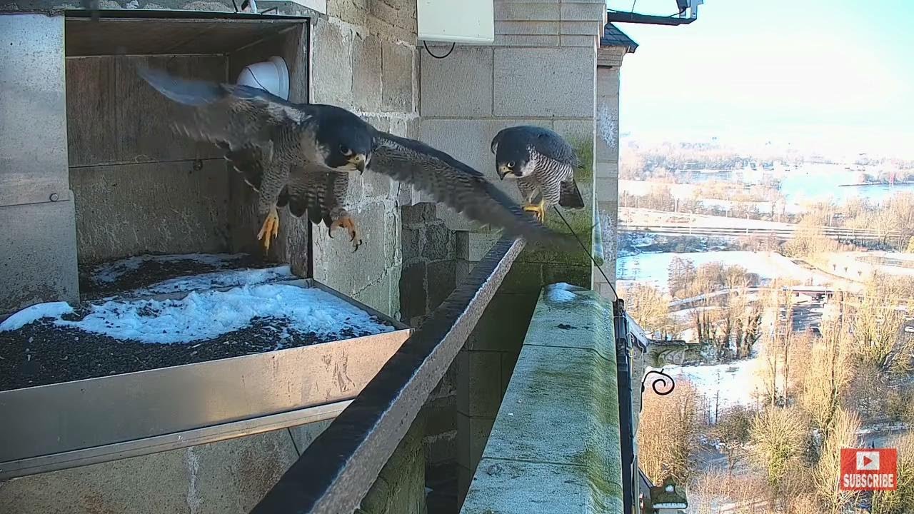 Oudenaarde Peregrine Falcon - Bonding 20210211