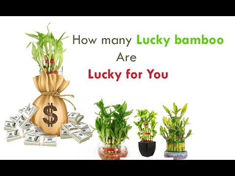 How many bamboo stalks for good luck and money | Lucky Bamboo benefits | Bamboo Plant