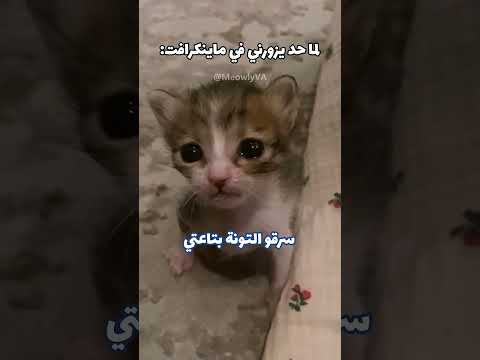 قطتي زعلانه