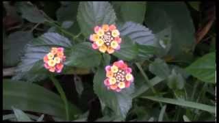Flowers in Spring Hill, Florida