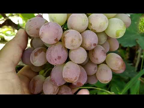 Как узнать сорт винограда? Вопрос к опытным виноградарям.