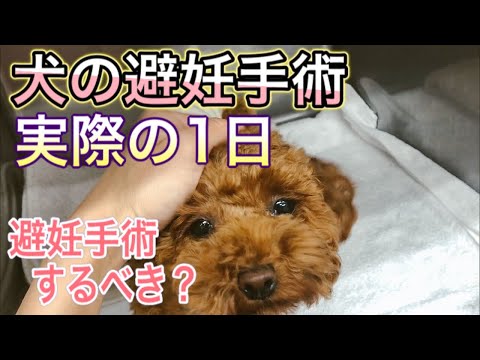 【犬の避妊手術】した方が良い？タイミングやメリット、デメリットは？獣医師が解説。実際の避妊手術の1日を紹介！