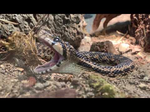 Gopher Snake Hissing in Slow Motion