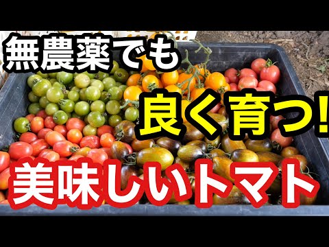 ミニトマト　MIX９(３ｋｇ×３) 夏ギフト】北海道のオーガニック完熟ミニトマトMIX 3kg入