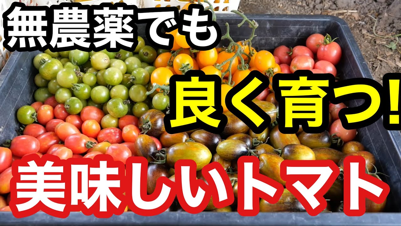 自然農に向いてる個性強め固定種ミニトマト紹介《無農薬/無施肥/栽培/自家採種》