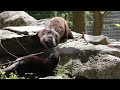 Otter Kit Debut Video Stone Zoo credit Zoo New England