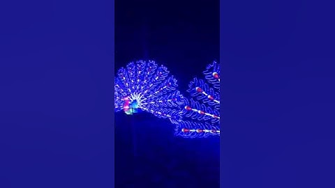 Magic Lantern Festival Chiswick, February 2016, Peacock