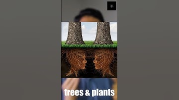 Do TREES Ever COMMUNICATE To Each Other? #nature #science #awareness #naturelovers