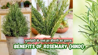 Benefits of Rosemary Hindi || 90% diseases gone!