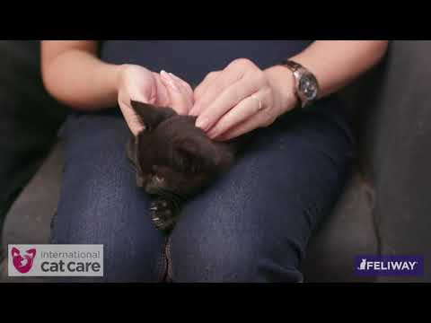 Helping your cat accept having its ears checked