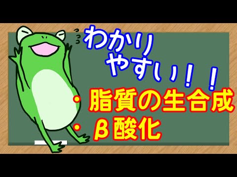 【管理栄養士】脂肪酸の生合成　β酸化　解説講座