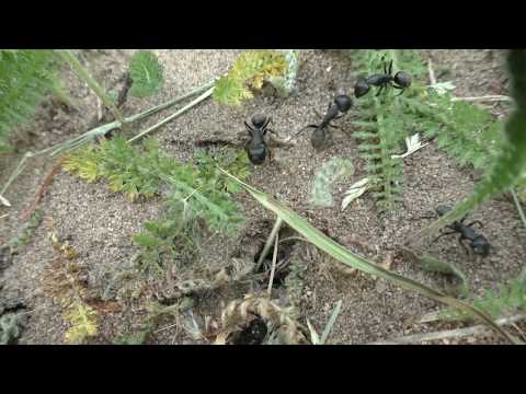 Муравьи древоточцы нападают на лесных муравьёв