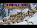 Зимівля наших овець в ясінях!