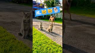 😸🐕 Cute cats and big dogs in the evening. #dog #shorts #cat #youtube #animallovers #viral
