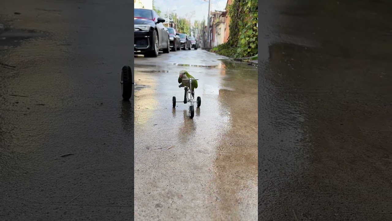 parrot training bicycle club round trip including