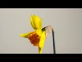 Daffodil Flower Blossom Flower Special Effect Green Screen