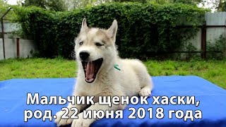 Предлагаем щенка хаски мальчика серо-белого, родился 22 июня 2018 года Предлагаем щенка хаски мальчика серо-белого, родился 22 июня 2018 года
