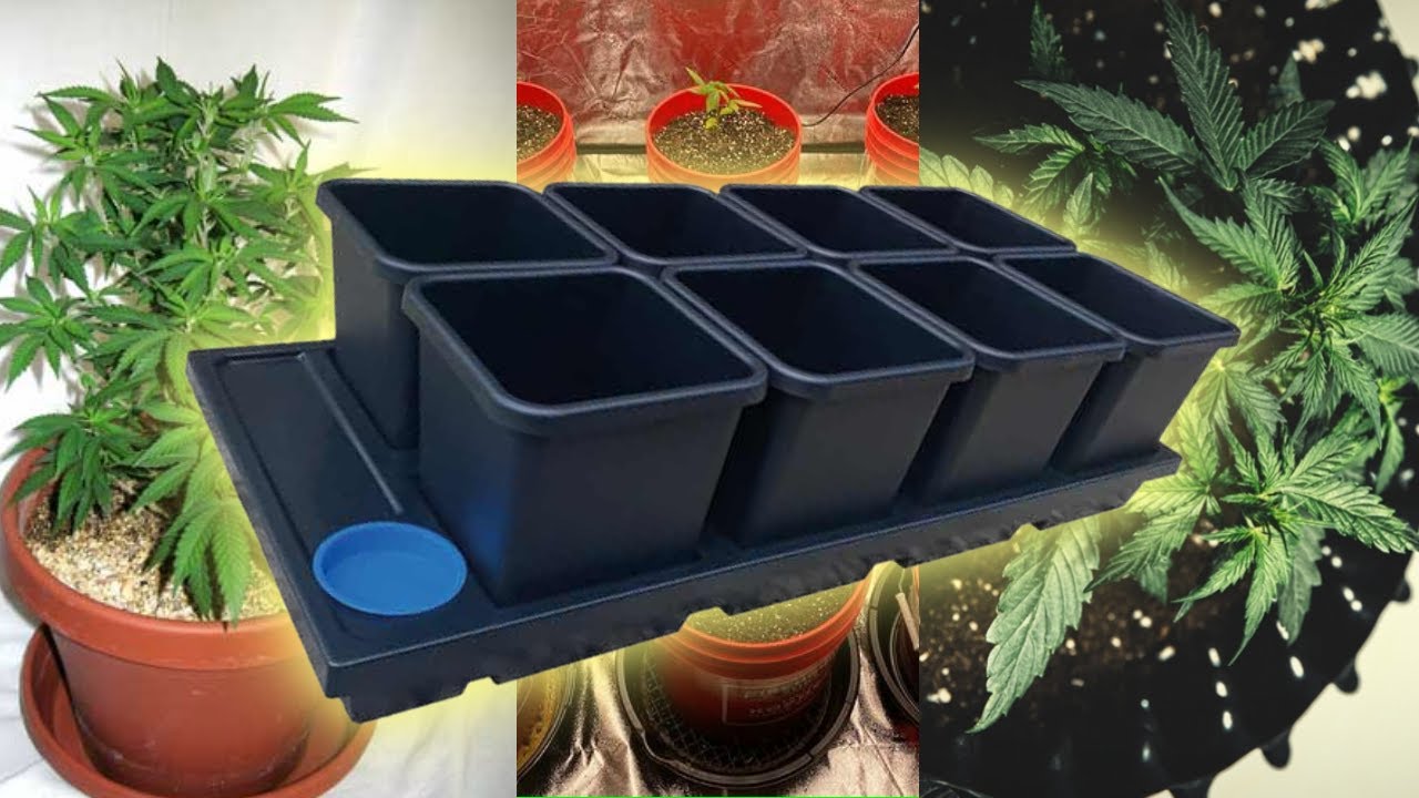 Какой горшок для выращивания лучше всего?