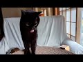 久しぶりの体重測定！腹筋トレーニングもしたよ♪【黒猫ロコちゃん】