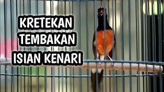 KRETEKAN TEMBAKAN MURAI BATU BONGKAR ISIAN KENARI MEMANCING EMOSI LAWAN