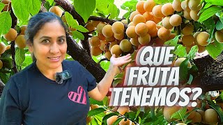 TOUR! De Arboles Frutales Cual es la fruta que mas producción tiene? . #arbolesfrutales