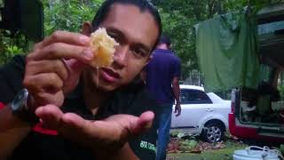 Azmi Jamsari | Madu Tualang Asli merecik hawauuuu!!
