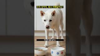 우리 강아지, 혹시 치매일까요?
