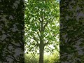 A Seed grew into a big tree #Viral video #Indian Gamer